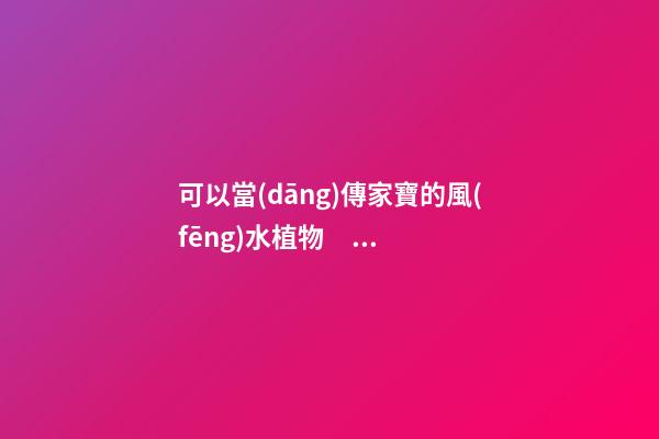 可以當(dāng)傳家寶的風(fēng)水植物，院里種一棵，開花就是千萬朵，紫氣東來